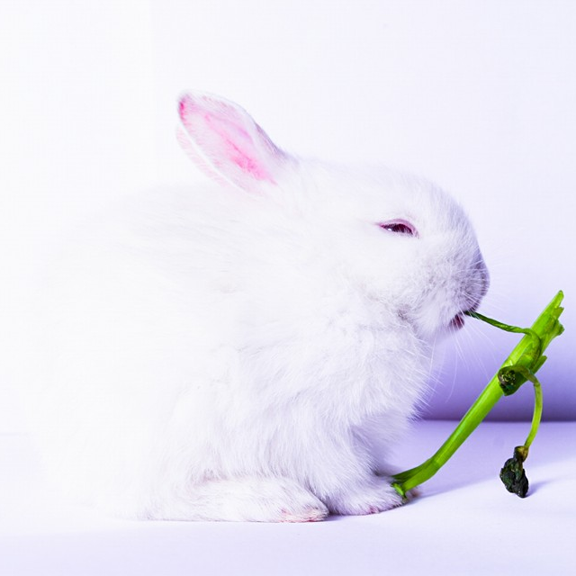 swarnava nandi, rabbit pet kolkata