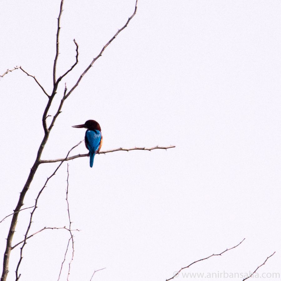 State bird of West Bengal, white throated kingfisher