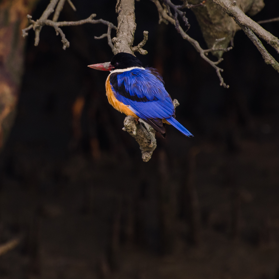 black capped kingfisher