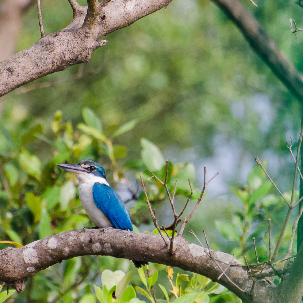 Collared Kingfisher