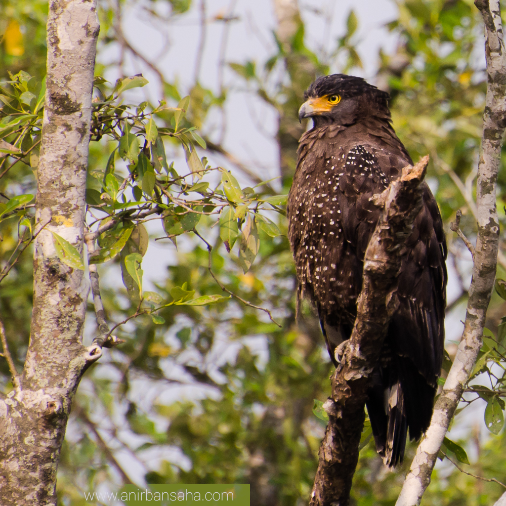 crested serpent eagle, sunderban