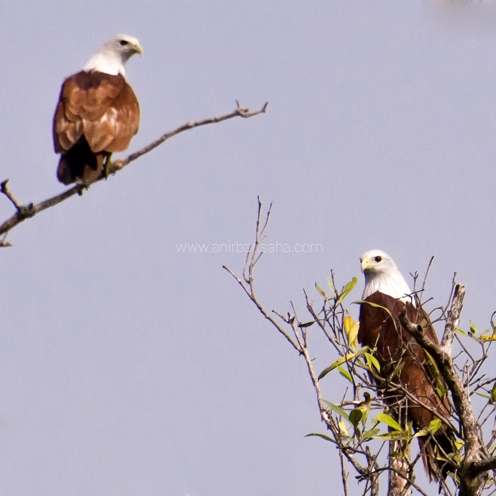 Brahminy Kites, Sunderbans