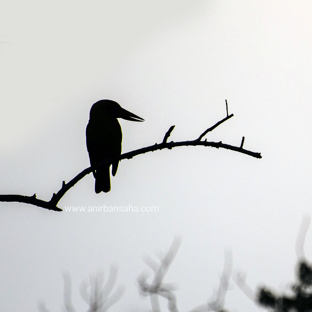 Kingfisher in Sunderbans