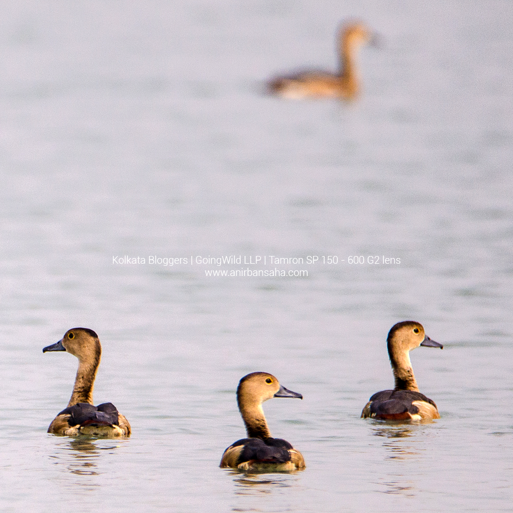 birding in sunderbans