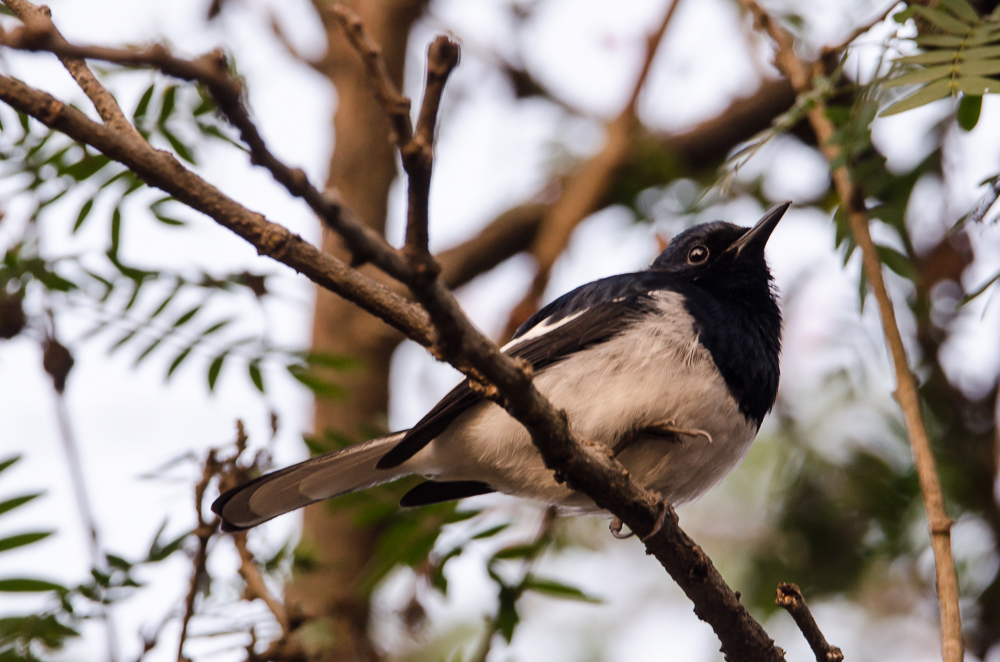 birds in central park kolkata