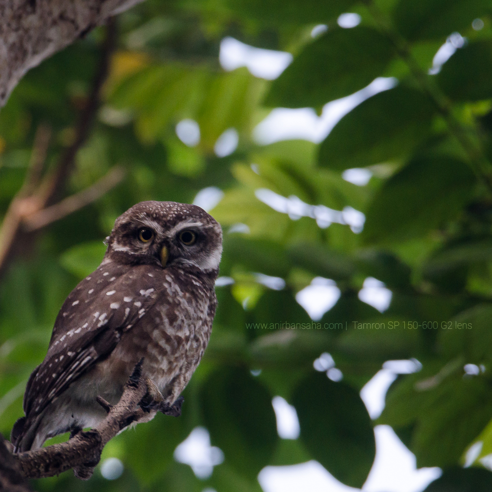 spotted owlet, central park kolkata, tamron sp 150-600 g2 lens