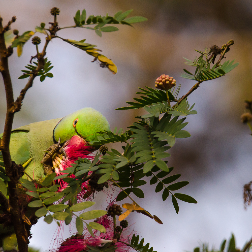 parrot eating flower