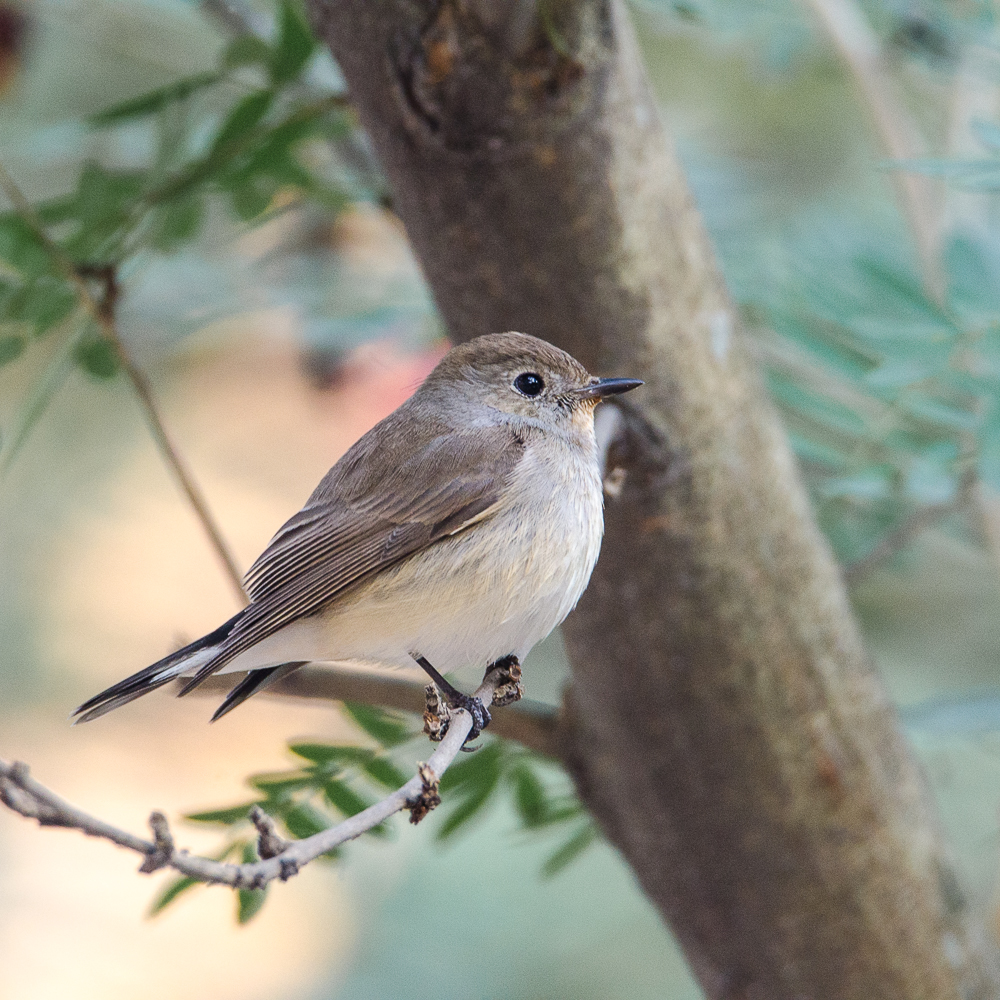 Taiga Flycatcher Female, Central Park Kolkata