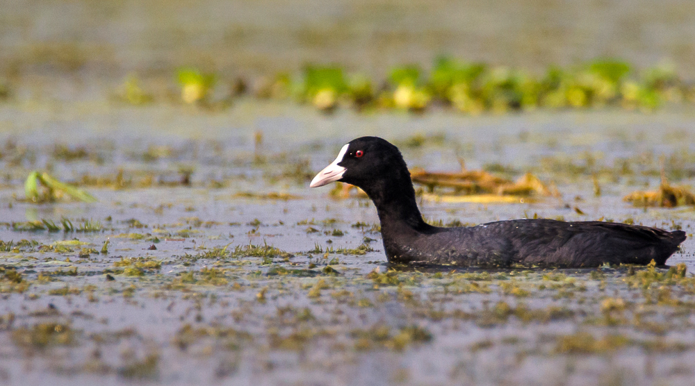 Common Coot at Purbasthali