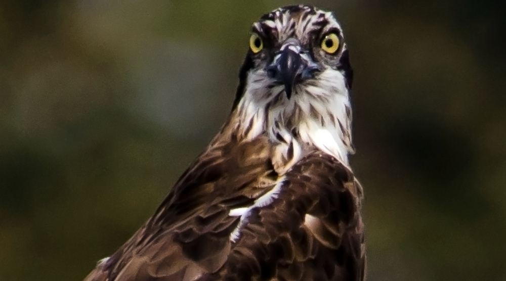 Osprey, Purbasthali