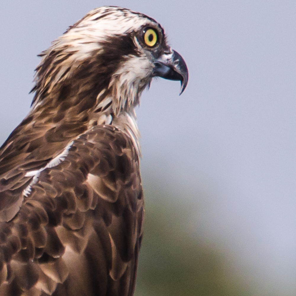 Osprey Juvenile, Bengal