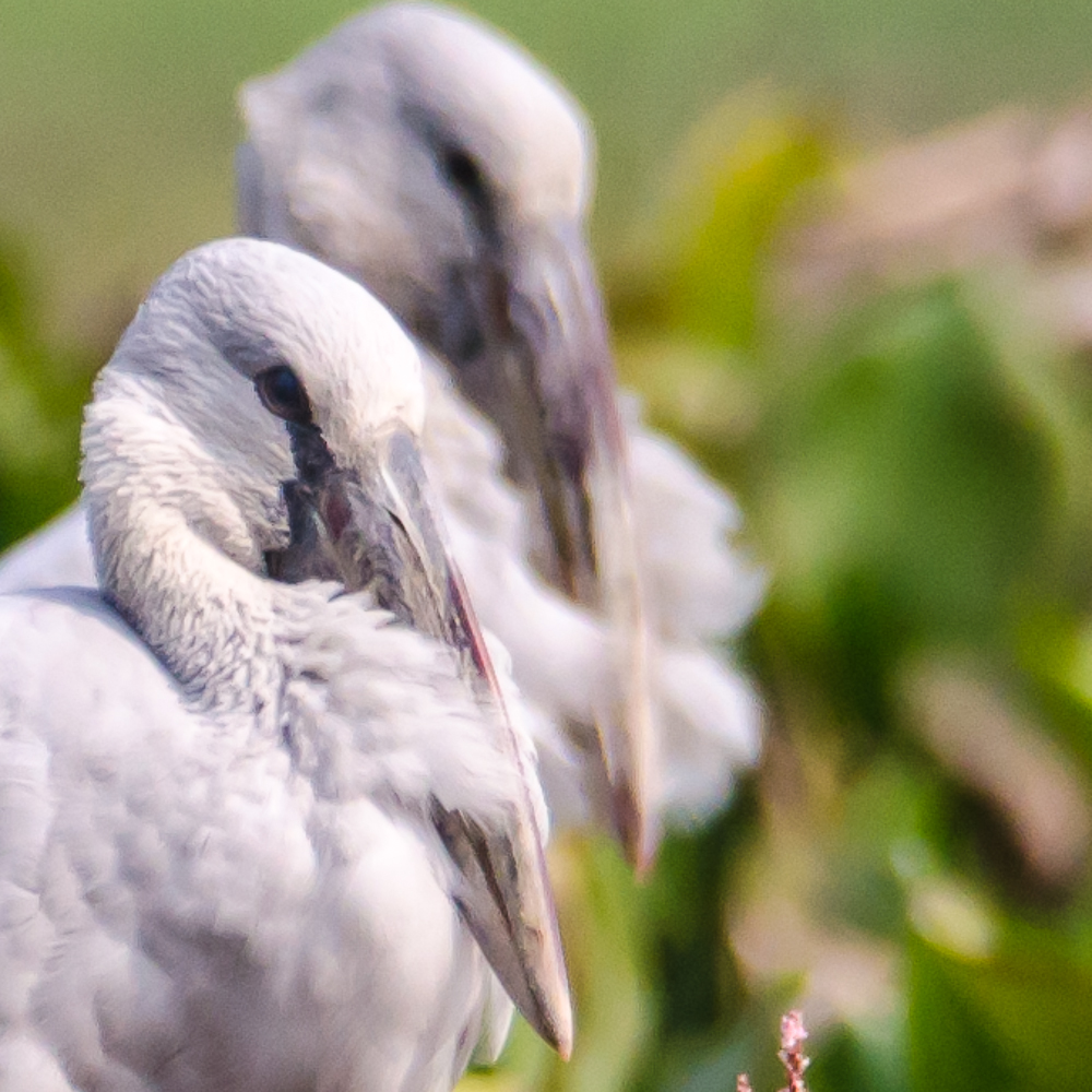 Open bill stork in purbasthali