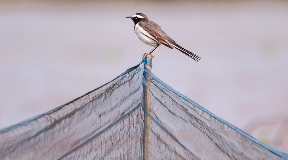 birds in purbasthali, Purbasthali bird sanctuary