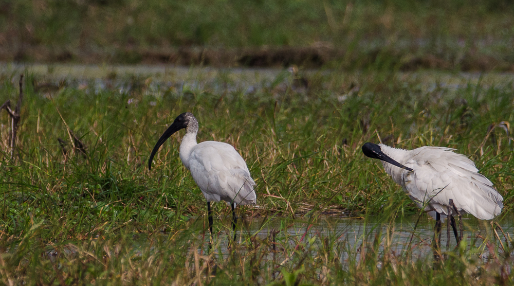 black headed ibis, Purbasthali