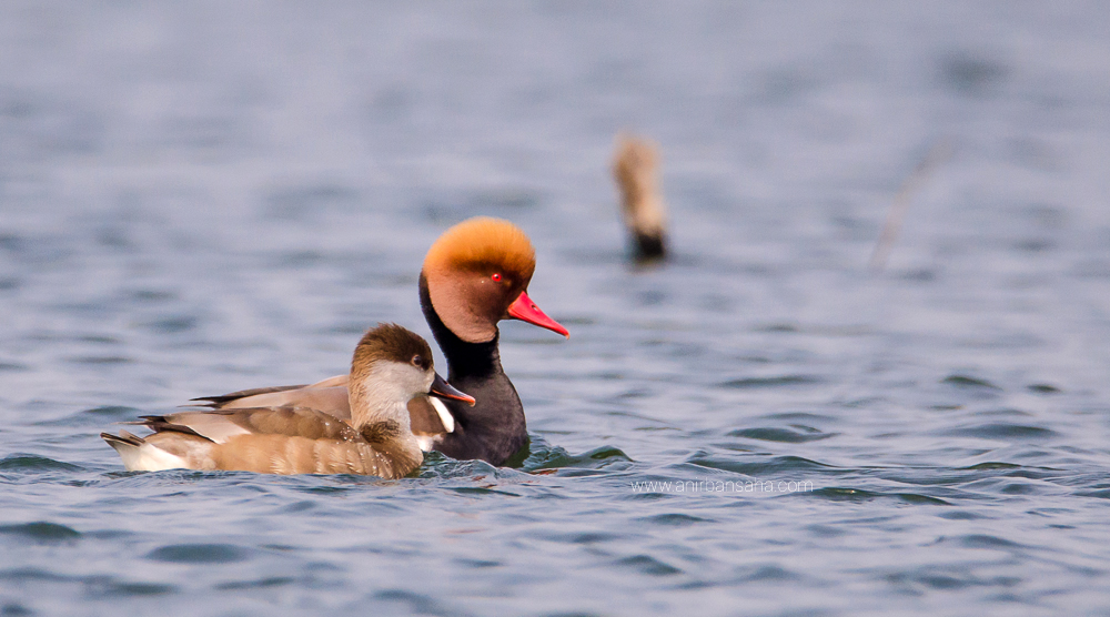 Red crested pochard, purbasthali, bengal