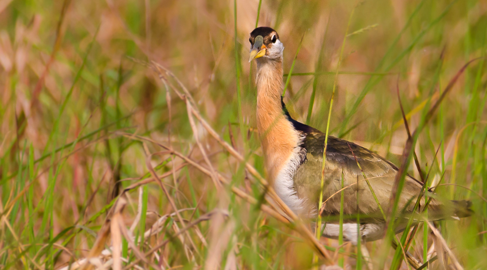 Bronze Winged Jacana, Purbasthali, Bengal