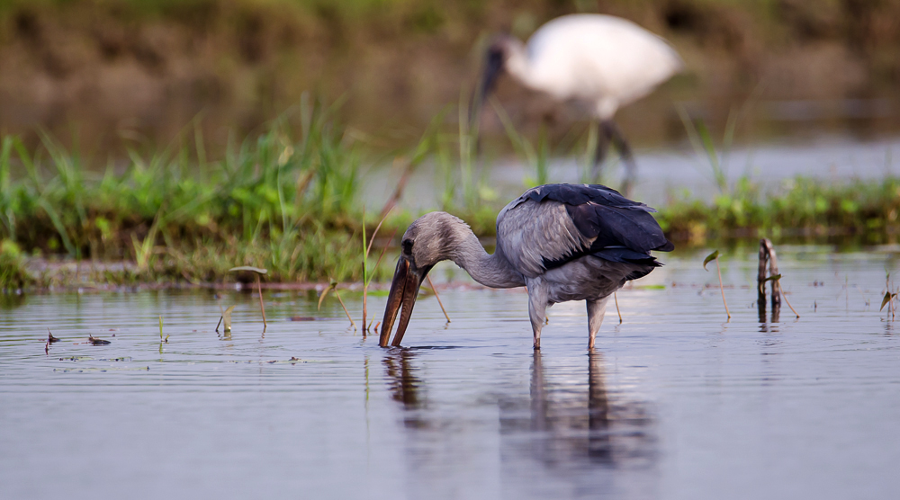 Open Bill Stork, Purbasthali, Bengal