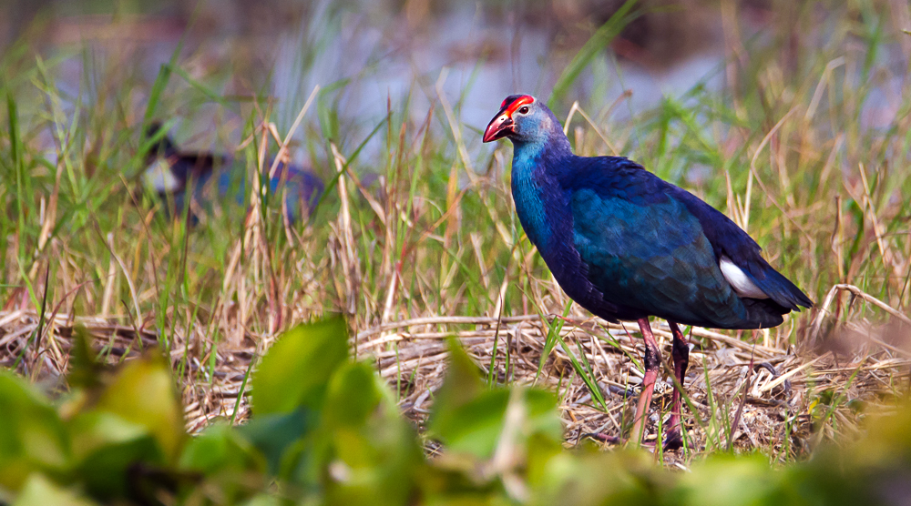 Grey headed swamphen, purbasthali, bengal