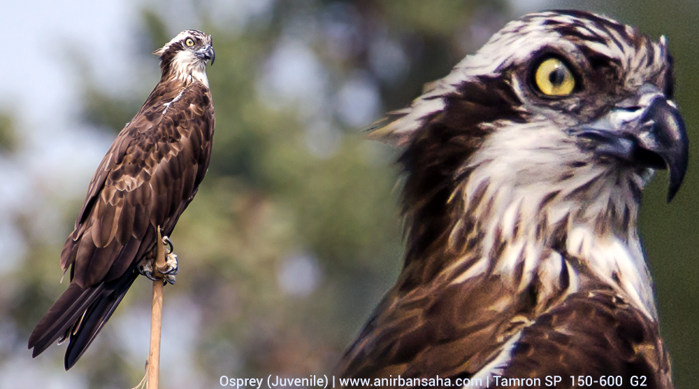 Osprey, Purbasthali bird sanctuary, Purbasthali birding, Purbasthali bird photographs