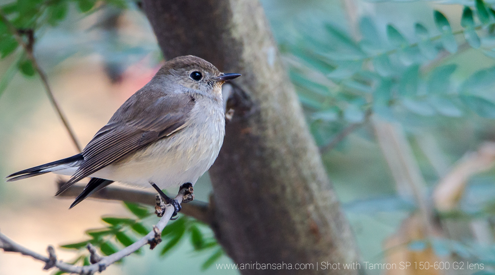 Taiga flycatcher female