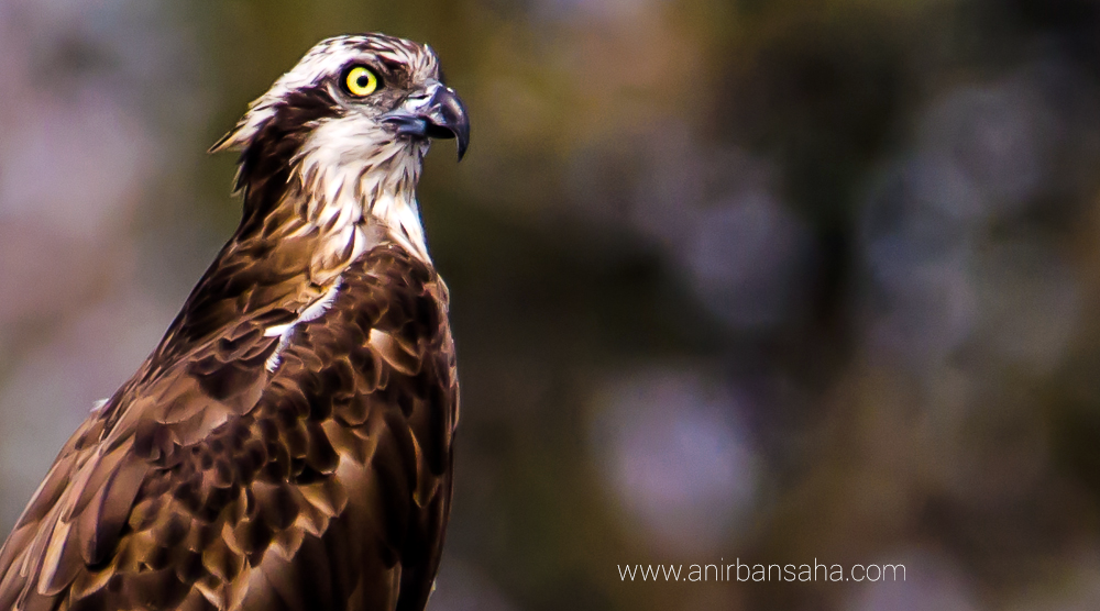 Osprey in Purbasthali, Bengal