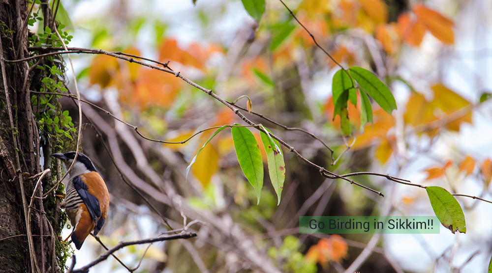 Birding in sikkim, cutia