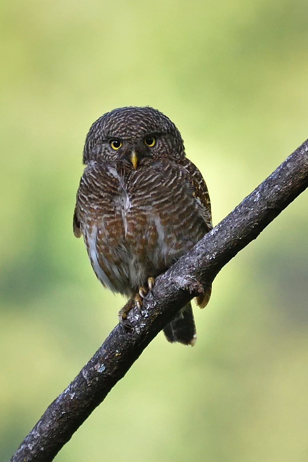 Asian Barred Owlet