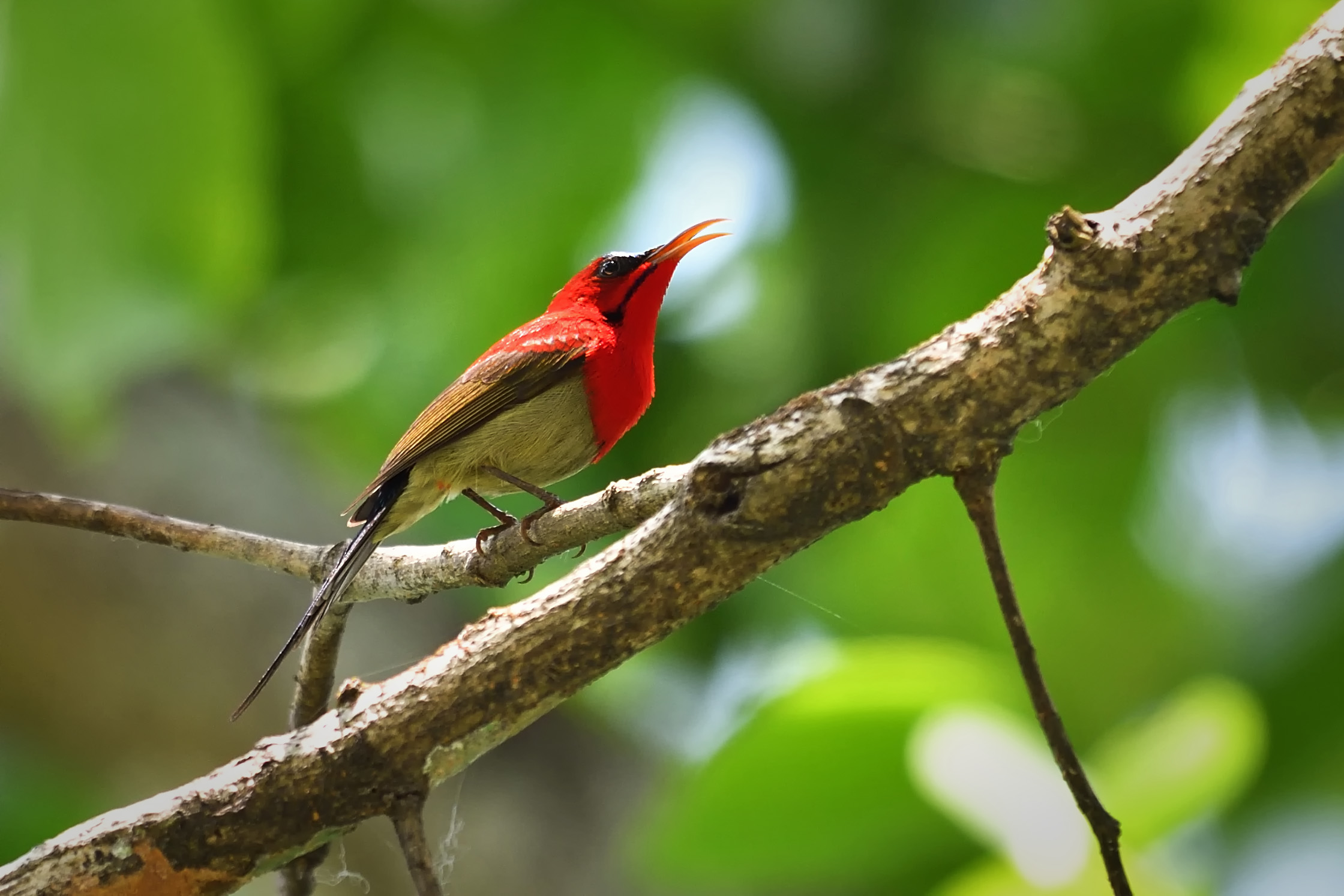 Crimson Sunbird sikkim, asim halder