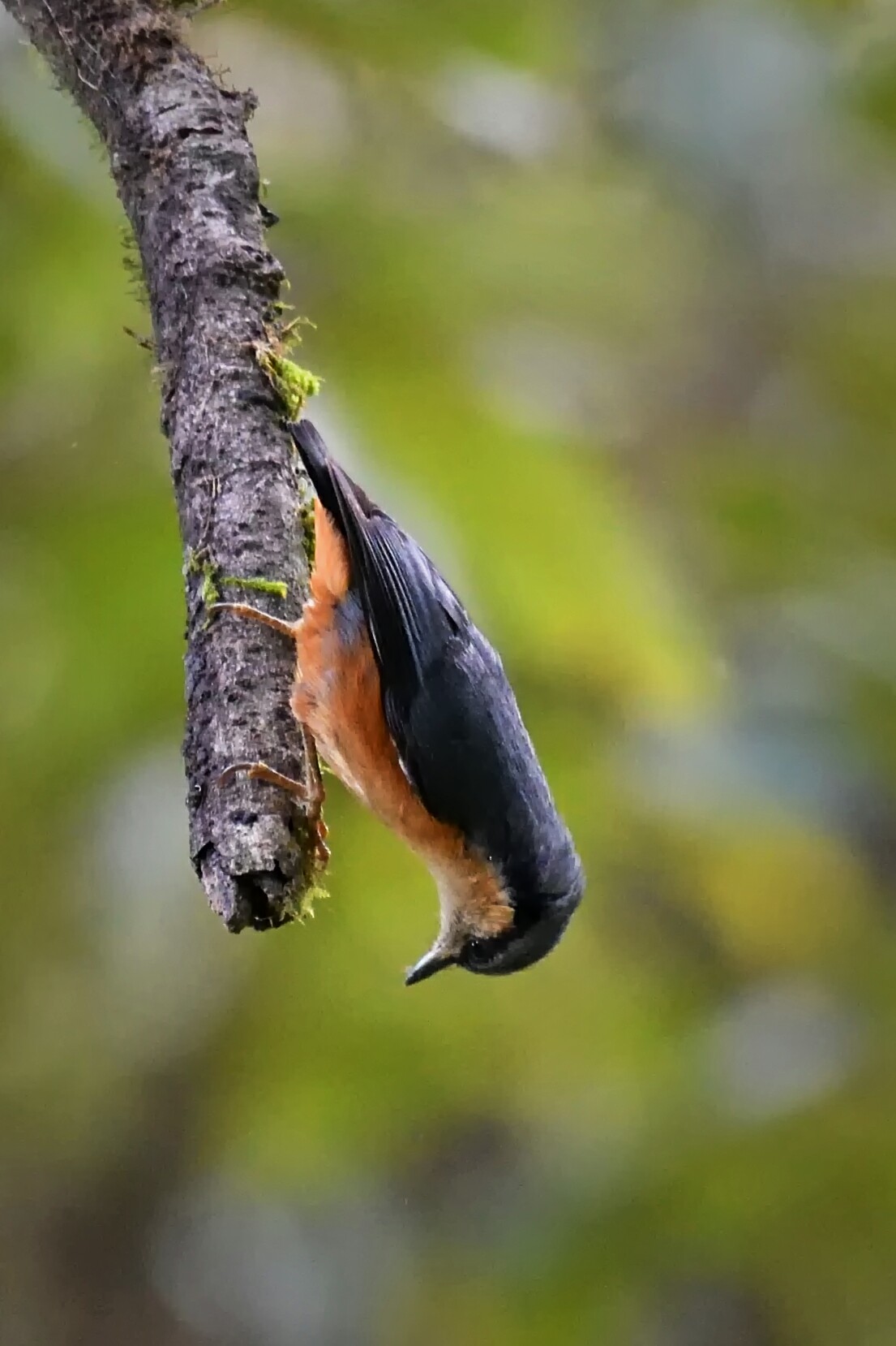 white tailed nuthatch sikkim, asim haldar