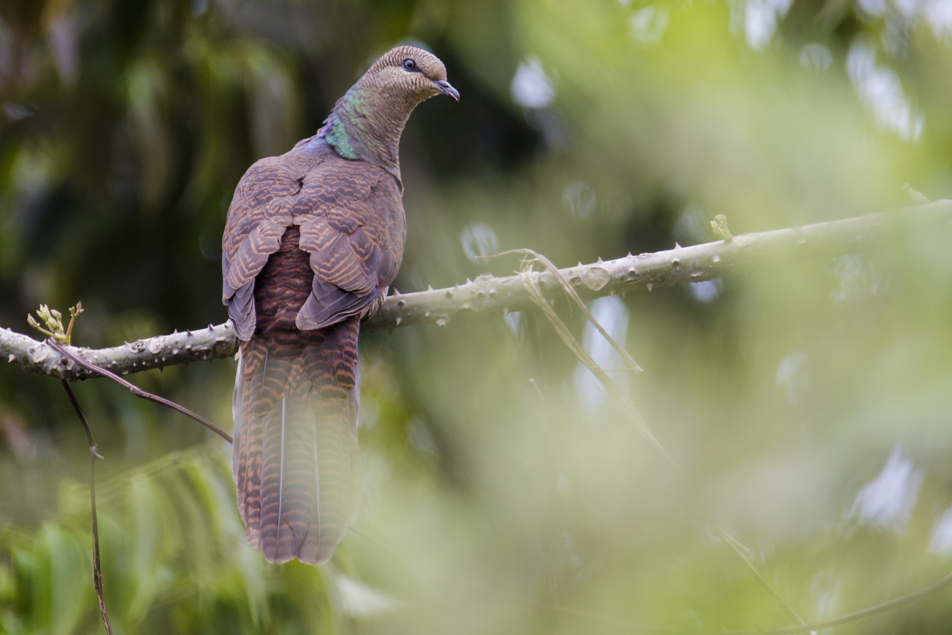 Barred Cuckoo-Dove