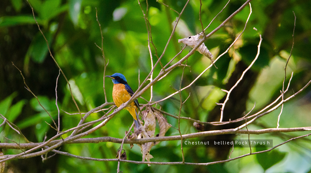 birding blogging trek