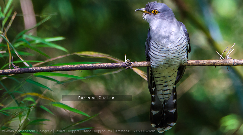 eurasian cuckoo, sikkim eurasian cuckoo photograph, eurasian cuckoo india