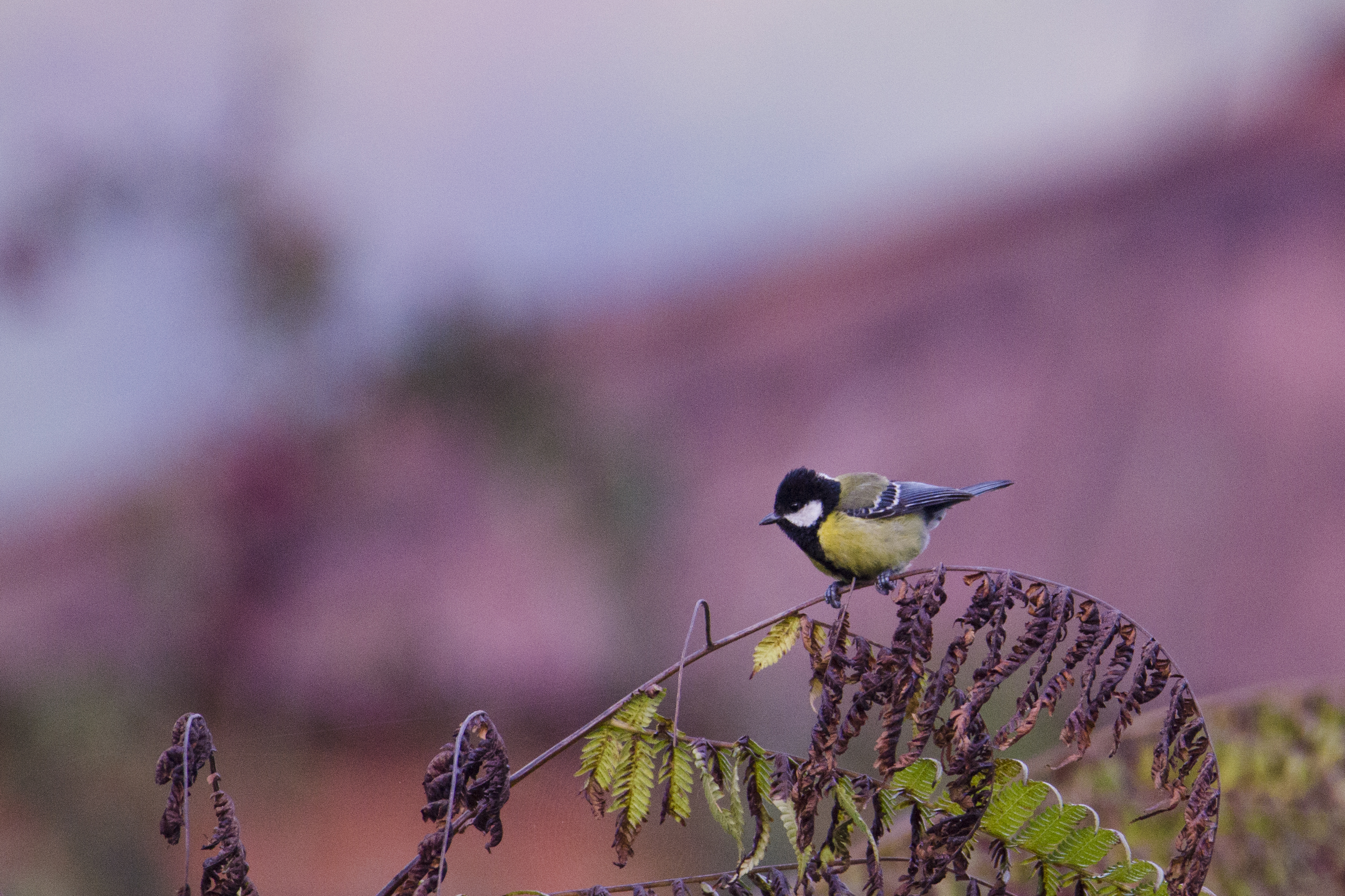 green backed tit