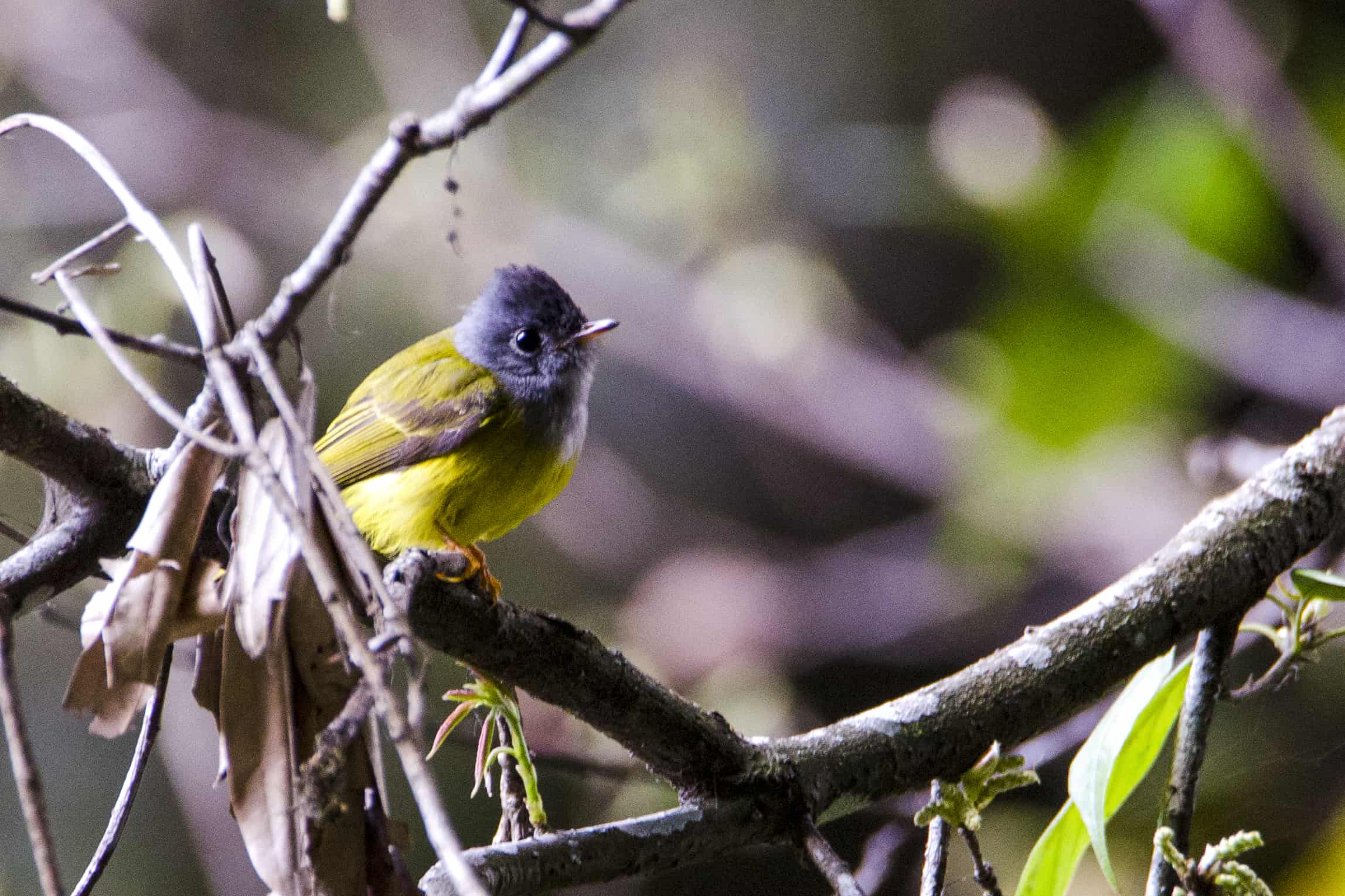 Grey-headed Canary Flycatcher