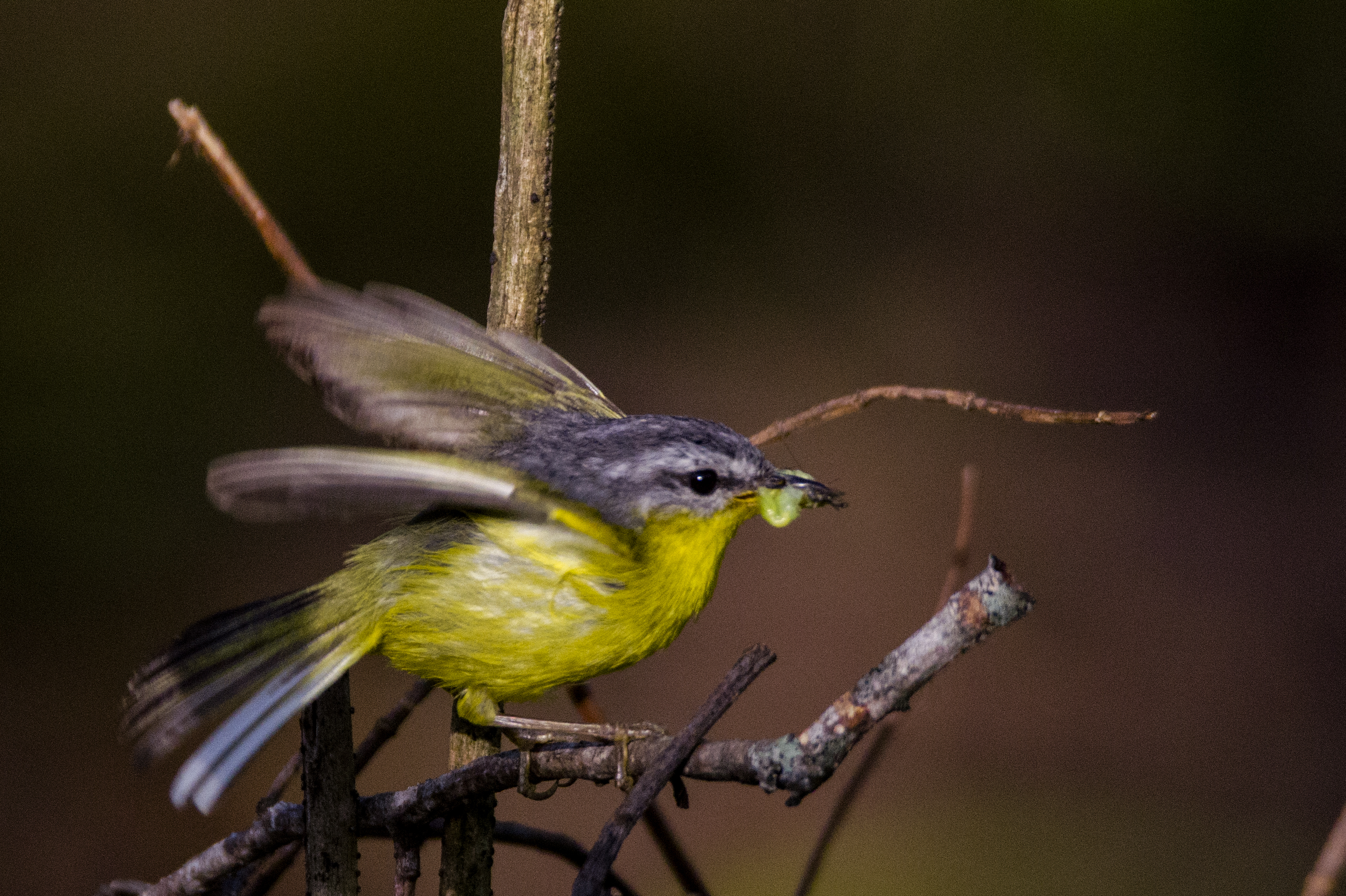 Grey-hooded Warbler sikkim