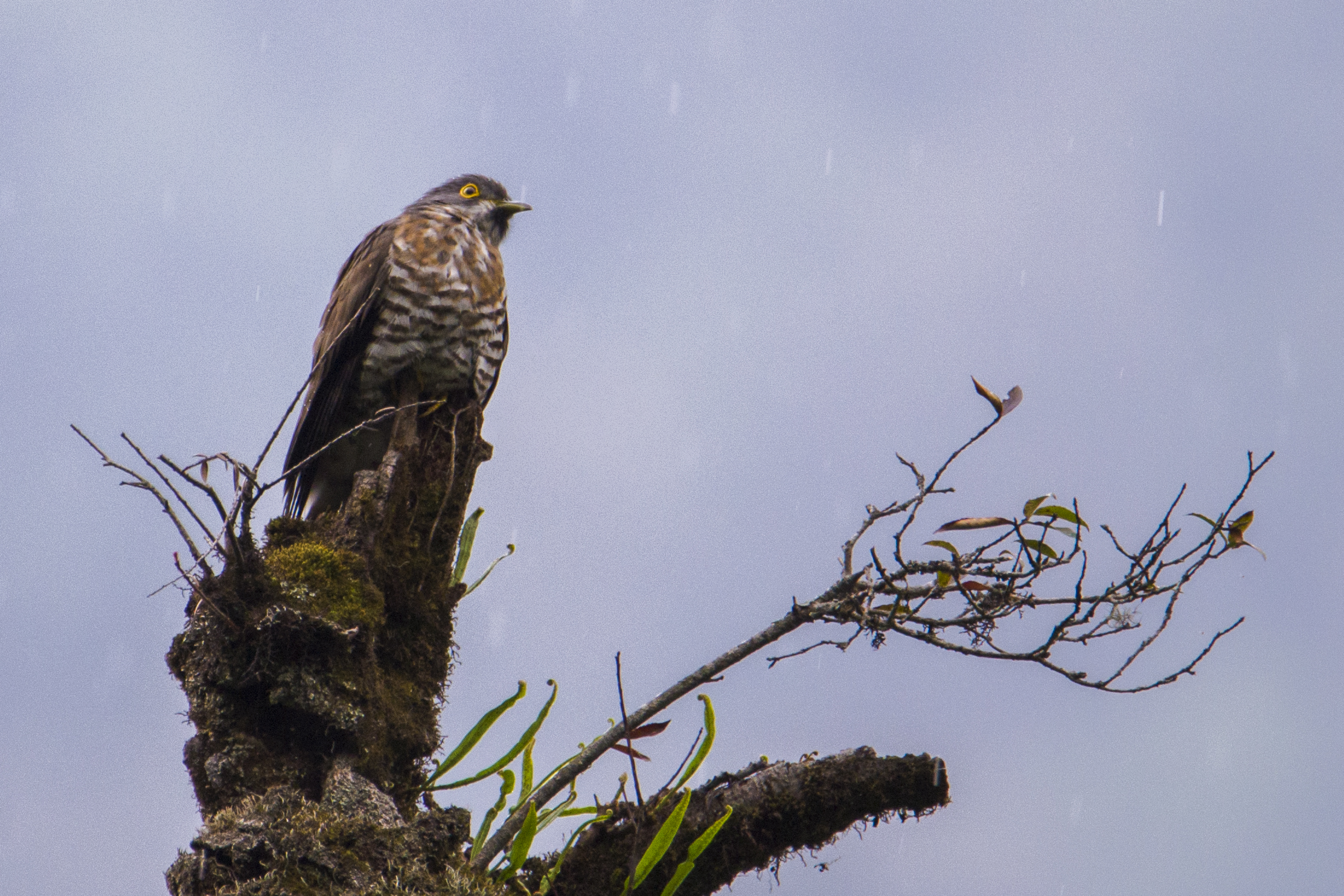 himalayan cuckoo, sikkim, sachen