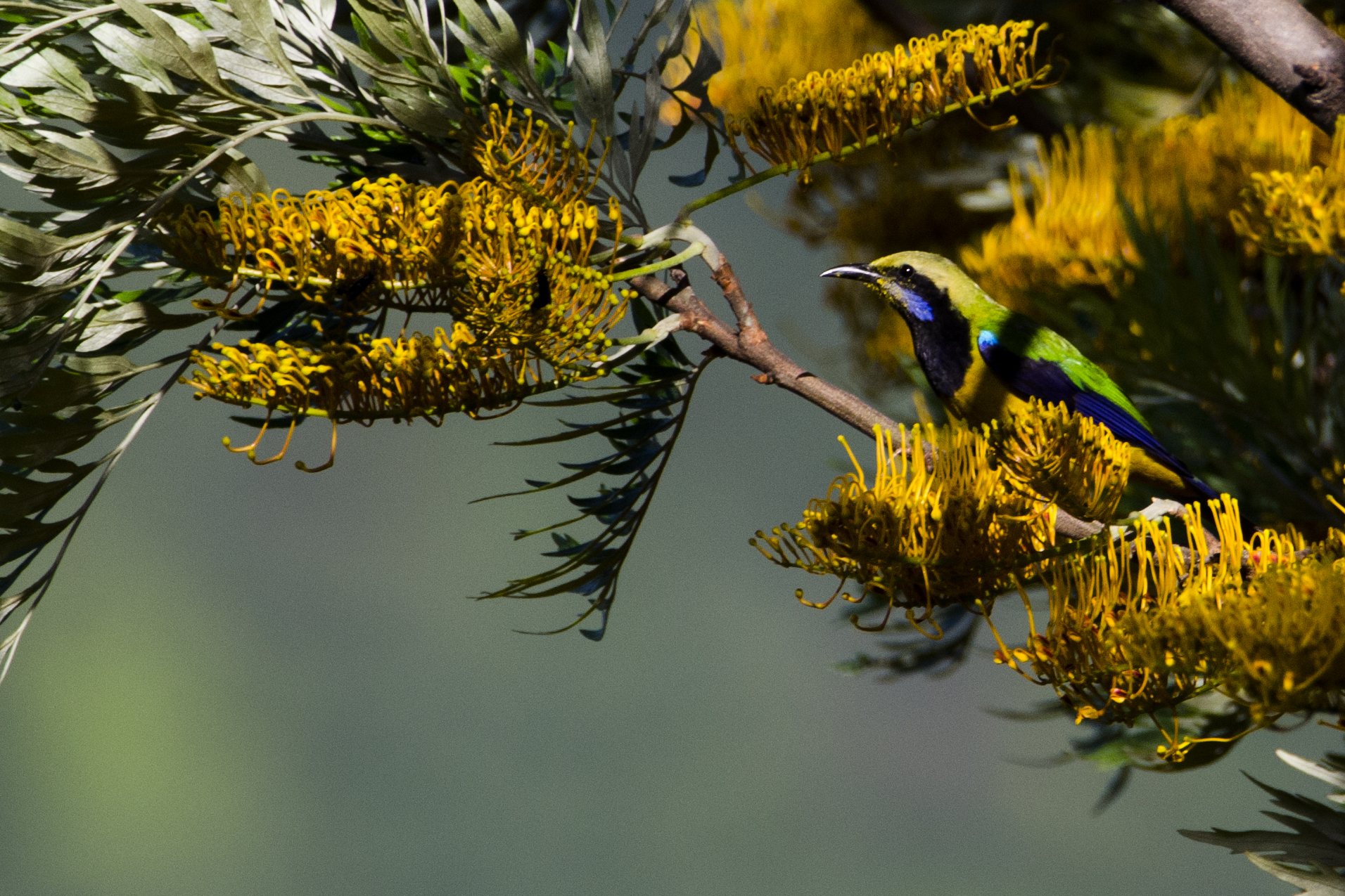 orange bellied leafbird