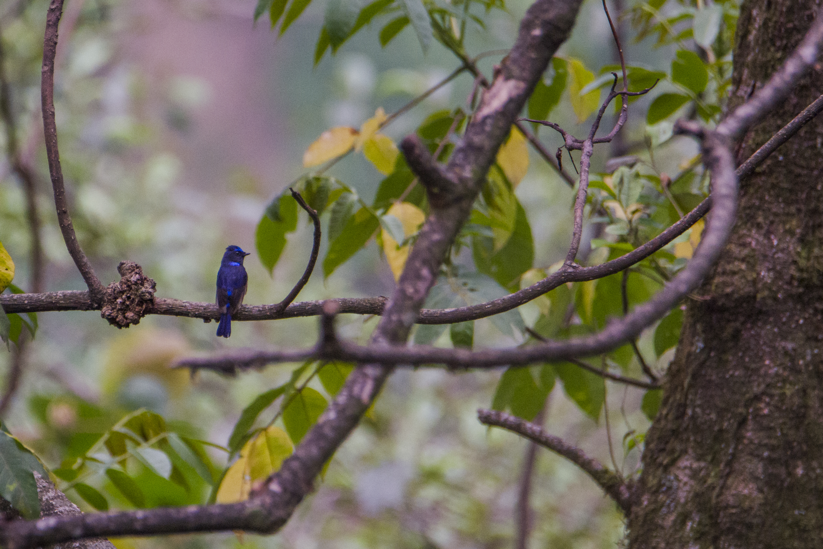 Rufous bellied Niltava