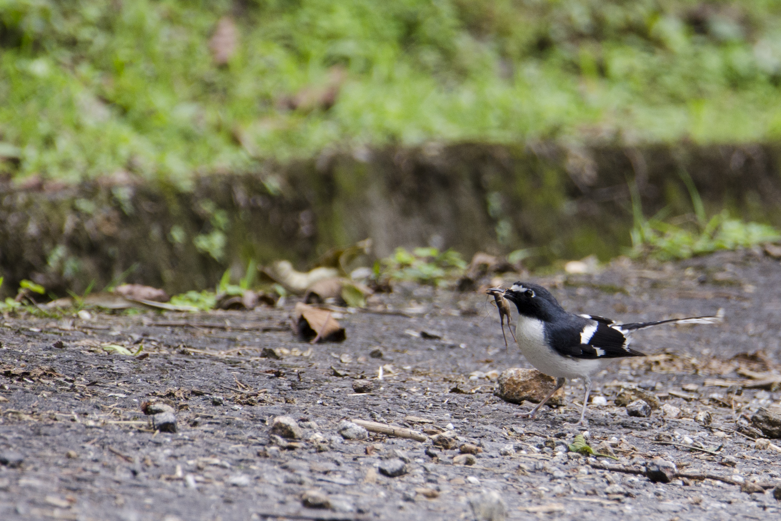 slaty backed forktail