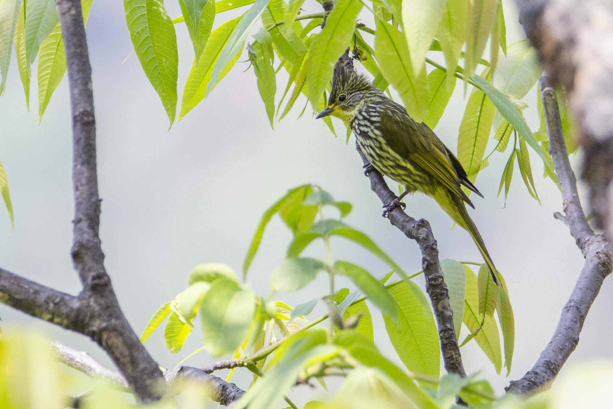 striated bulbul