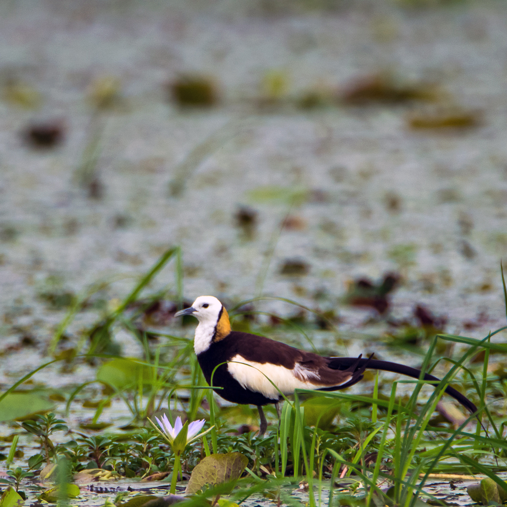 pheasant tailed jacana, birds in rajarhat