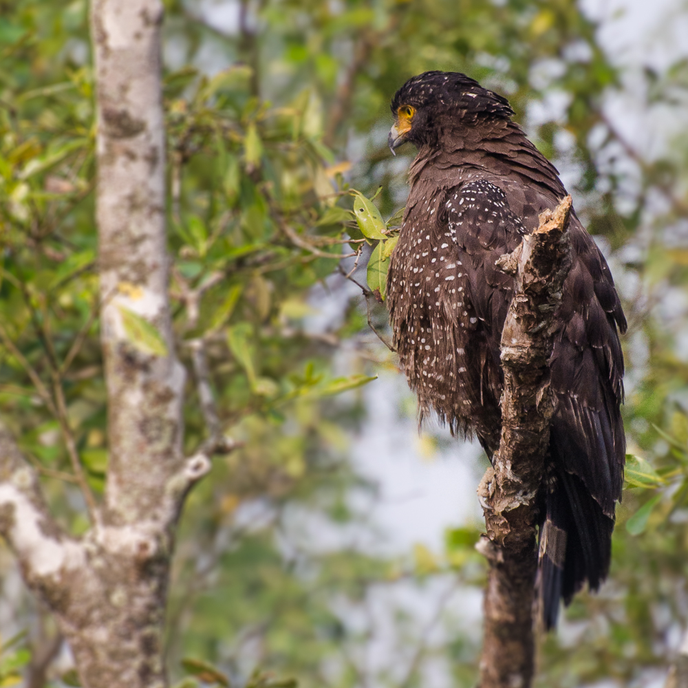 crested serpent eagle sunderban