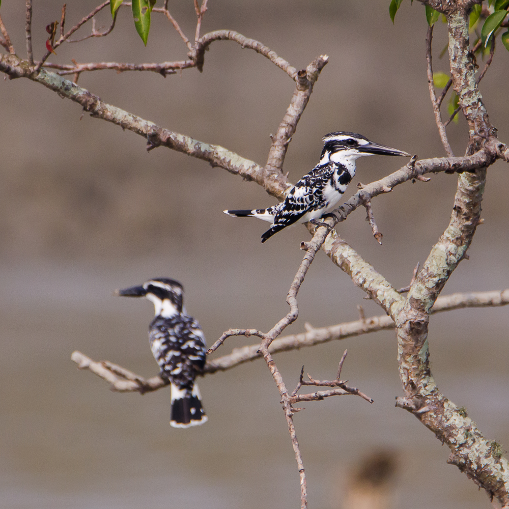 birds in sunderban