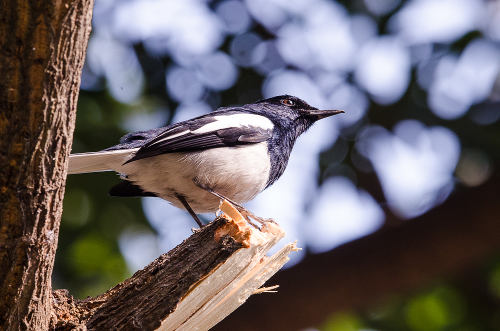 oriental magpie robin