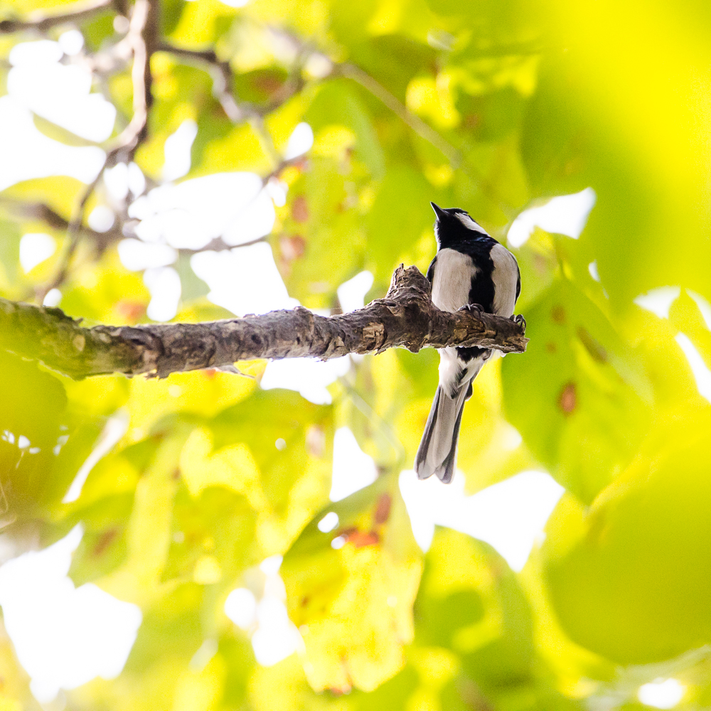 cinereous tit kolkata