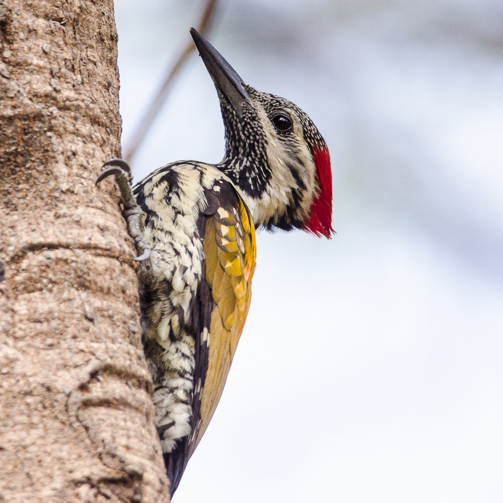 black rumped flame back, lesser golden backed woodpecker, birds in rabindra sarobar, birds in bengal