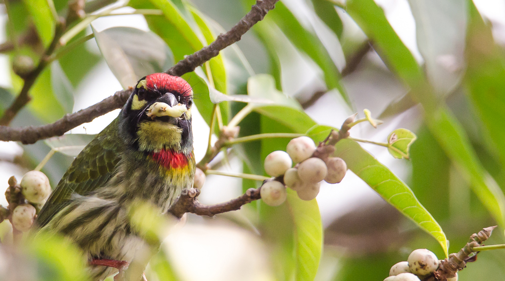 coppersmith barbet, birds in bengal, birds in rabindrasarobar