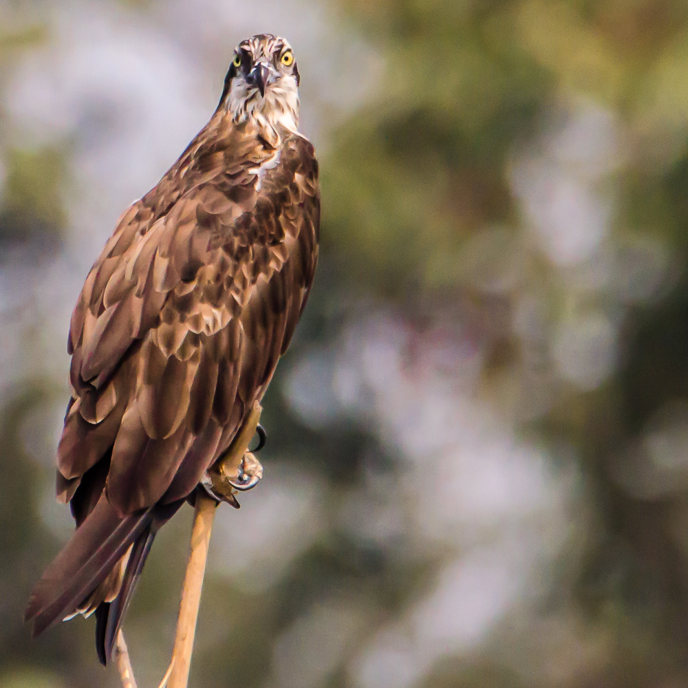 osprey in purbasthali