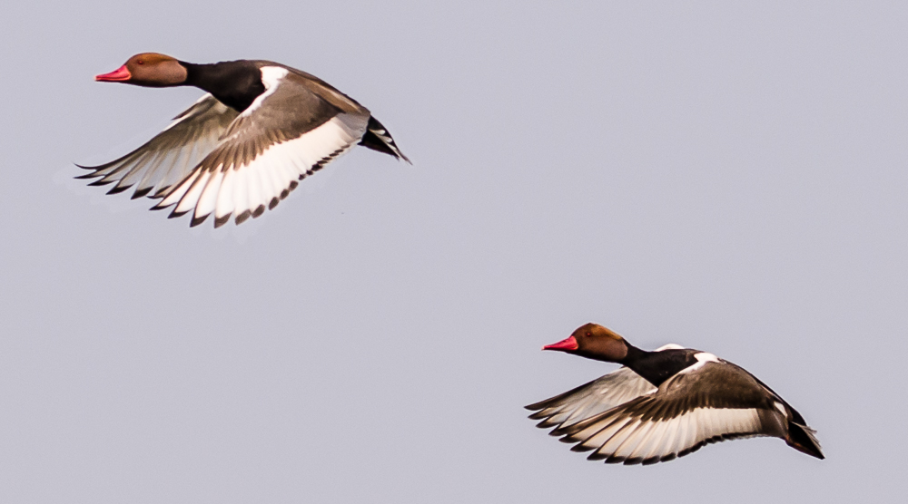 Red Crested Pochard purbasthali