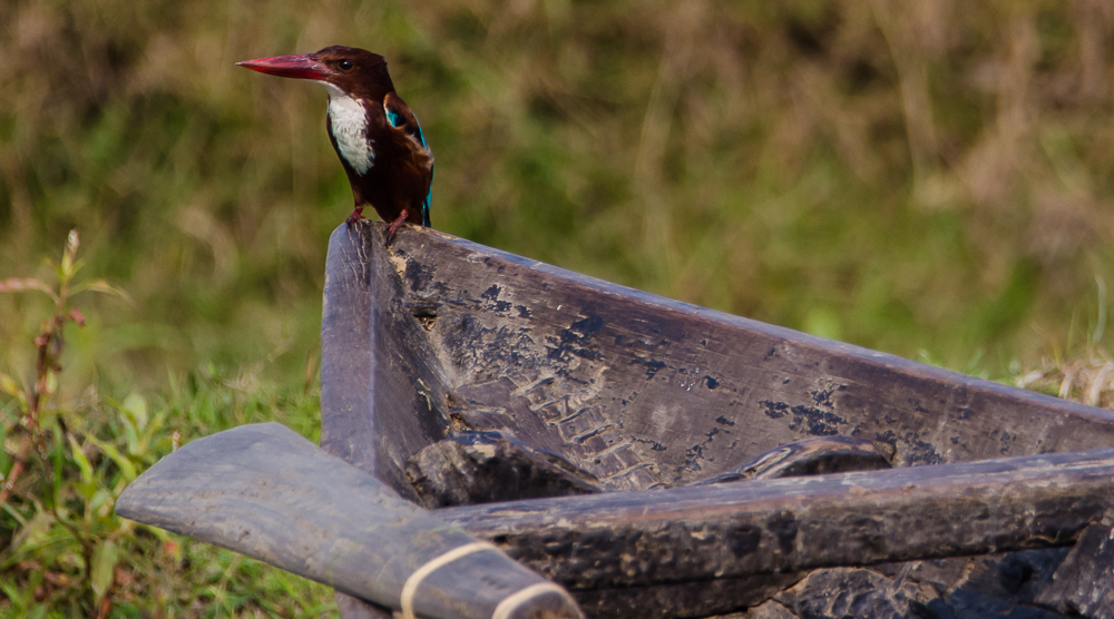 white throated kingfisher